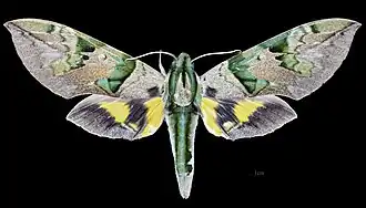 Female dorsal view