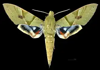 Eumorpha labruscae