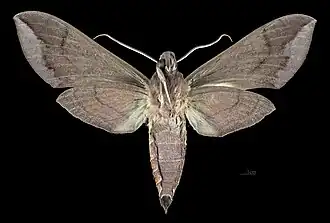 Male ventral