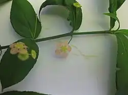 Leaves