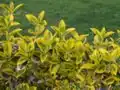The variegated cultivar 'Emerald 'n' Gold'
