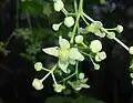 Flowers and unripe fruit