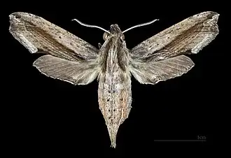 Female dorsal
