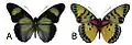 E. c. aurantina male dorsal (a); ventral (b)