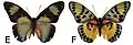 E. c. nominalina female dorsal (e); ventral (f)