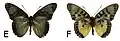 E. c. tai male dorsal (e); ventral (f)