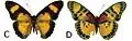 E. s. ferrea female dorsal (c); ventral (d)