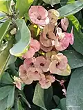 Euphoria milii from Haryana, India