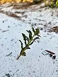 Specimen growing in trail used for low-volume vehicular traffic