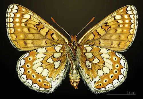 Ventral side
