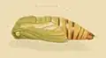 Pupa