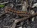Caterpillar of E. q. quadripunctaria, Belgium