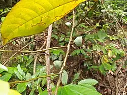 Fruit