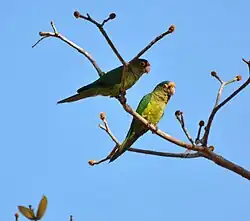 Two birds in Costa Rica