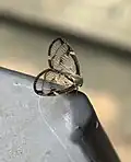 Euricania facialis (Ricaniidae)