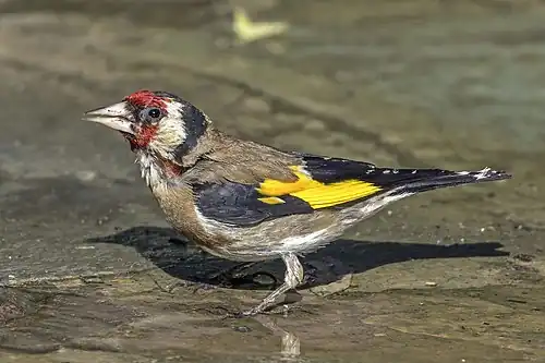 C. c. niediecki, Cyprus