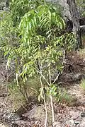 Young tree