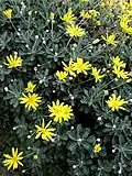 Euryops pectinatus, South Africa