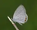 Under side (male)