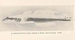 Hetereleotris clara Jordan & Seale