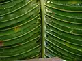 Pinnate leaf formation