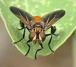 Front view