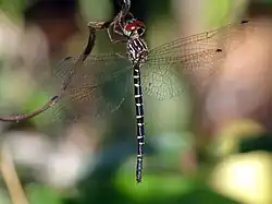 Female