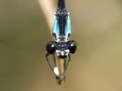 Female
