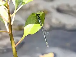 Female
