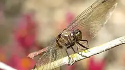 Female face on