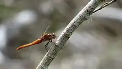 Female side view
