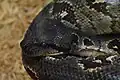 Sanzinia type species; the Madagascar tree boa (S. madagascariensis)