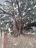 Second smaller ficus