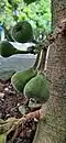 Fruit