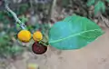 Fruits, asymmetric leaf with vein offset to one side.