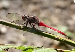 Resting with wings held forward