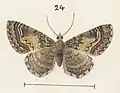 Adult female