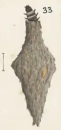 Larva in case.