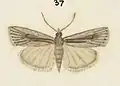 Illustration of female
