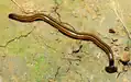 Bipalium vagum from French Guiana