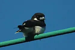 Fiji woodswallow (Artamus mentalis)
