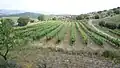 Les Planes estate, Gratallops