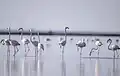 Flamingos in Divjakë