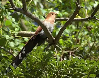 in Brazil