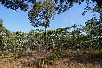 Central Zambezian miombo woodlands, a tropical savannah