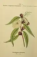 Tasmania: Tasmanian blue gum