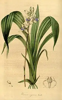 Aganisia cyanea Illustration in: Charles Lemaire and others: "Flore des serres et des jardins de l'Europe", volume 1 (1845)