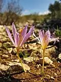 Crocus serotinus subsp. salzmannii