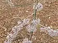 Samarae