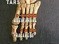 Foot bones – metatarsus and phalanges